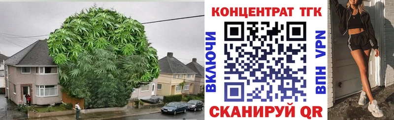Купить закладки  Струнино  ТГК концентрат 